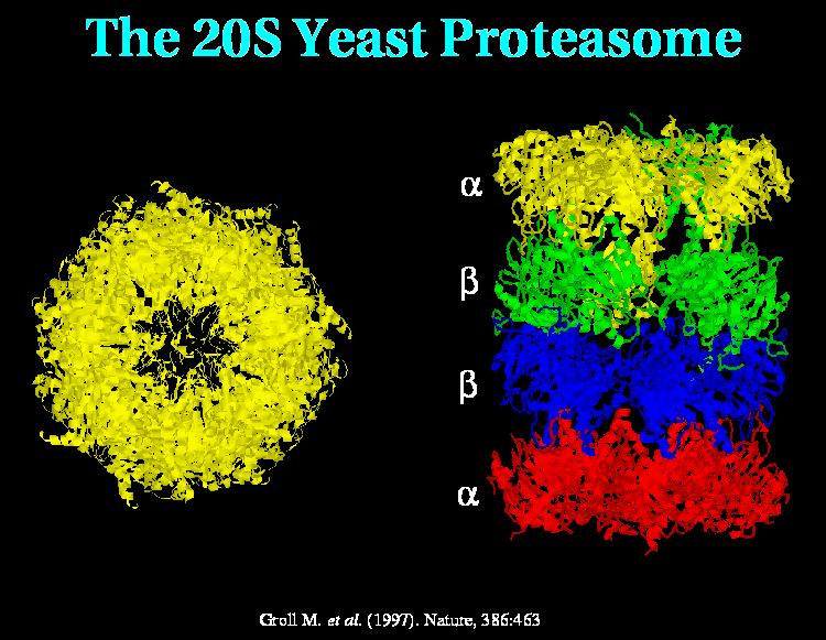 yeast proteasome