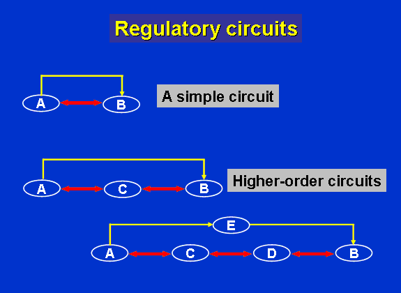 regulatory-circuits